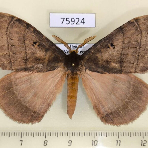 Eupterotidae Rhodopteriana sidamoensis Uganda