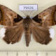 75926p Noctuidae Achaea indicabilis Uganda $15