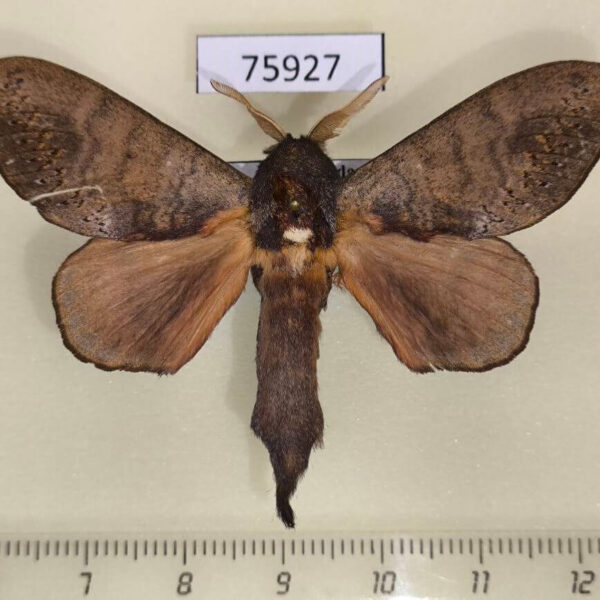 Lasiocampidae Catalebeda cuneilinea Uganda