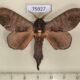 75927p Lasiocampidae Catalebeda cuneilinea Uganda $8