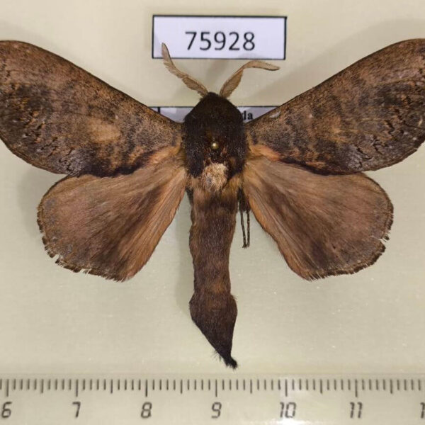 Lasiocampidae Catalebeda cuneilinea Uganda