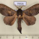 75928p Lasiocampidae Catalebeda cuneilinea Uganda $8
