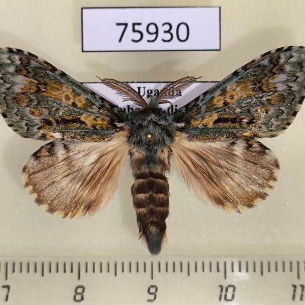 Notodontiidae Desmeocraera octoginta Uganda