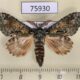 75930p Notodontiidae Desmeocraera octoginta Uganda $7
