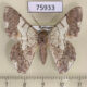 75933p Geometridae Pingasa grandidieri Madagascar $6