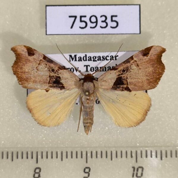 Noctuidae Marcipa noel Madagascar