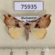 75935p Noctuidae Marcipa noel Madagascar $8