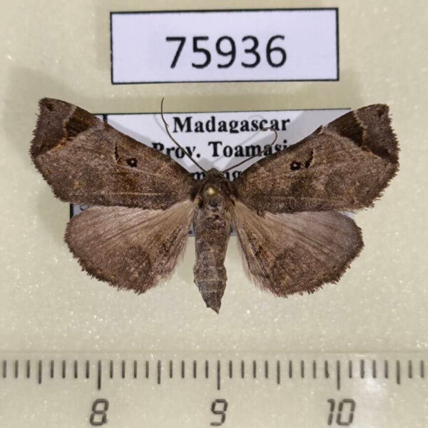 Noctuidae Caryonopera mainty f Madagascar