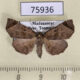 75936p Noctuidae Caryonopera mainty f Madagascar $9