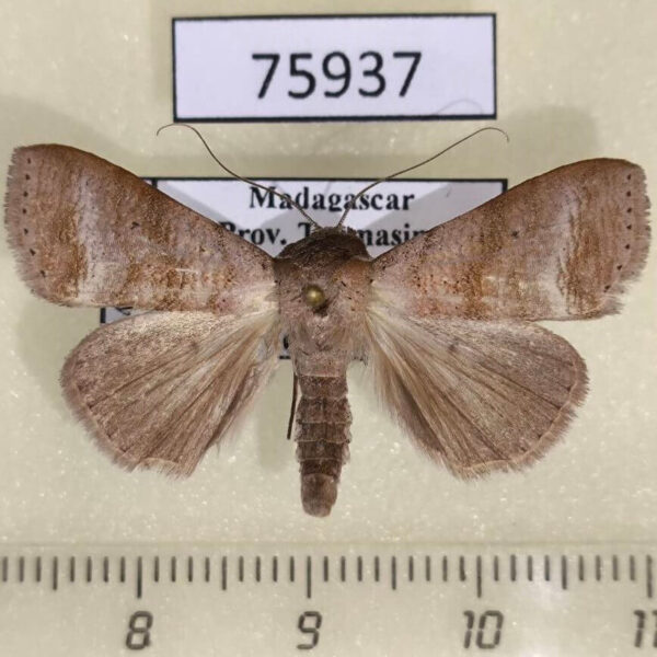Noctuidae Mafana lajonquierei Madagascar