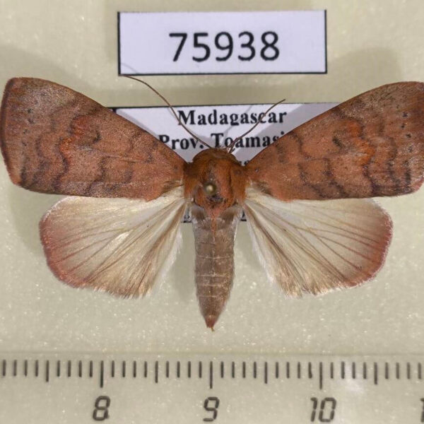 Noctuidae Maurilia griveaudi f Madagascar