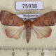75938p Noctuidae Maurilia griveaudi f Madagascar $10