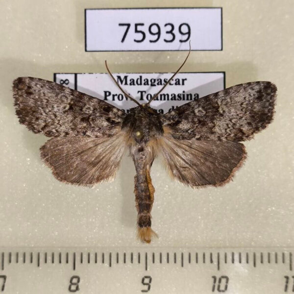 Noctuidae Kenrickodes semiumbrosa Madagascar