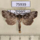 75939p Noctuidae Kenrickodes semiumbrosa Madagascar $9