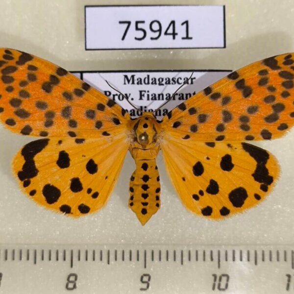 Arctiidae Argina astrea f Madagascar
