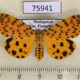 75941p Arctiidae Argina astrea f Madagascar $10