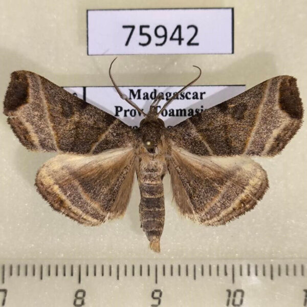 Noctuidae Nyctennomos peratosema Madagascar