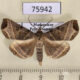 75942p Noctuidae Nyctennomos peratosema Madagascar $7
