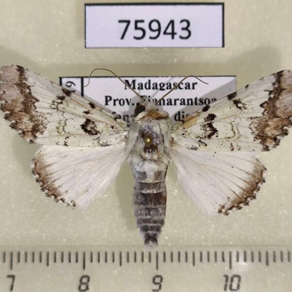 Noctuidae Bamra jucunda Madagascar