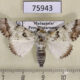 75943p Noctuidae Bamra jucunda Madagascar $9