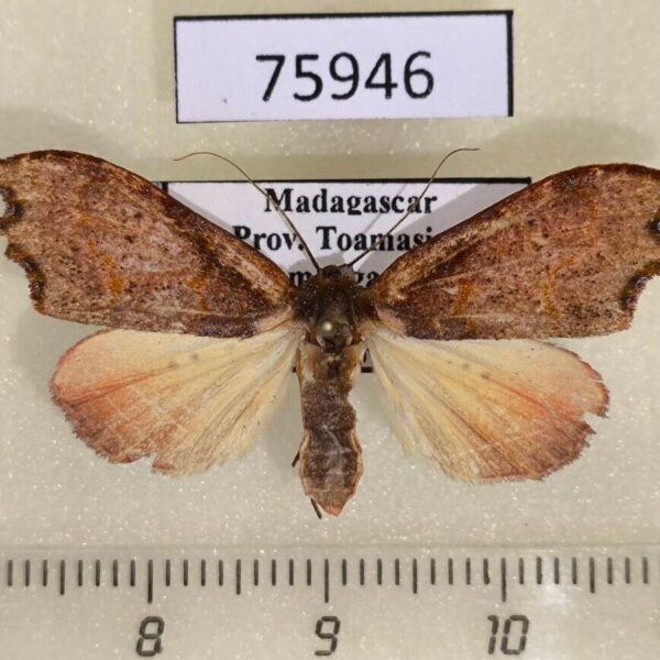 Noctuidae Hondryches problematica f Madagascar