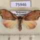 75946p Noctuidae Hondryches problematica f Madagascar $8