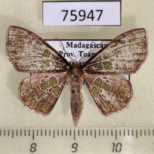 Geometridae Antitrygodes herbuloti  Madagascar