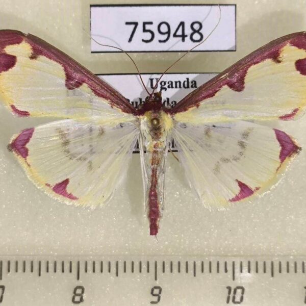 Crambidae Cadarena pudoraria Uganda