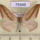 75949p Geometridae Xanthisthisa holmi Uganda $9