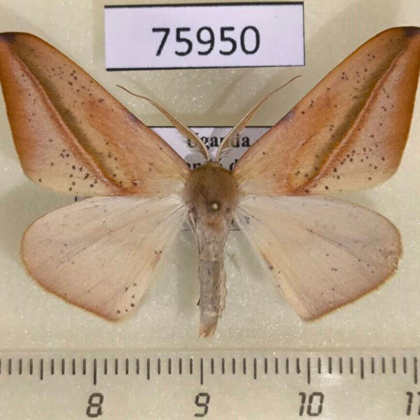 Geometridae Xanthisthisa holmi Uganda