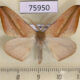 75950p Geometridae Xanthisthisa holmi Uganda $9