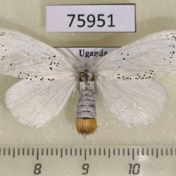 Lymantridae Euproctis sp. f Uganda