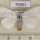 75951p Lymantridae Euproctis sp. f Uganda $10