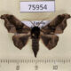 75954p Geometridae Sphingomima subpallens Uganda $10