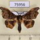 75956p Geometridae Sphingomima ilicina Uganda $6