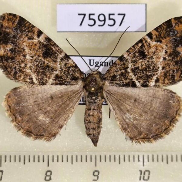 Geometridae Xylopteryx clathrata f Uganda