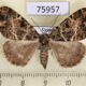 75957p Geometridae Xylopteryx clathrata f Uganda $8