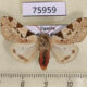 75959p Arctiidae Disparctia varicolor Uganda $15