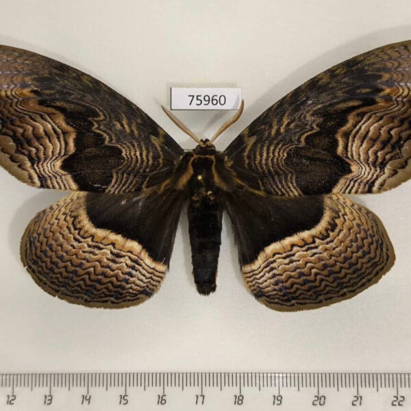 Brahmaeidae Brahmaea tancrei Primorye