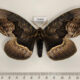 75960p Brahmaeidae Brahmaea tancrei Primorye $12