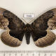75961p Brahmaeidae Brahmaea tancrei Primorye $12