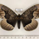 75962p Brahmaeidae Brahmaea tancrei Primorye $10