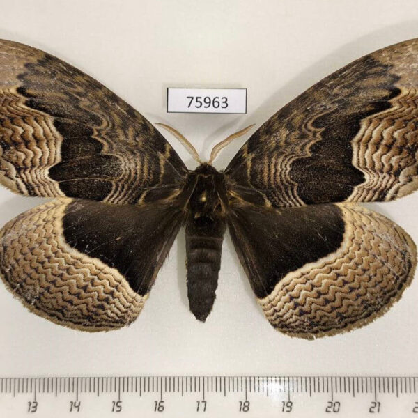 Brahmaeidae Brahmaea tancrei Primorye