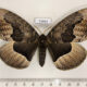 75963p Brahmaeidae Brahmaea tancrei Primorye $10