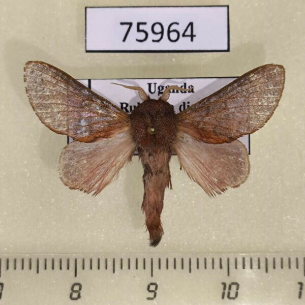 Lasiocampidae Pachytrina sp. crestalina Uganda