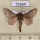 75964p Lasiocampidae Pachytrina sp. crestalina Uganda $6