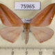 75965p Geometridae Xanthisthisa holmi f Uganda $7