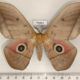 75967p Saturniidae Lobobunaea acetes Uganda $25