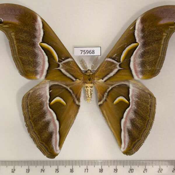Saturniidae Samia canningi Thailand