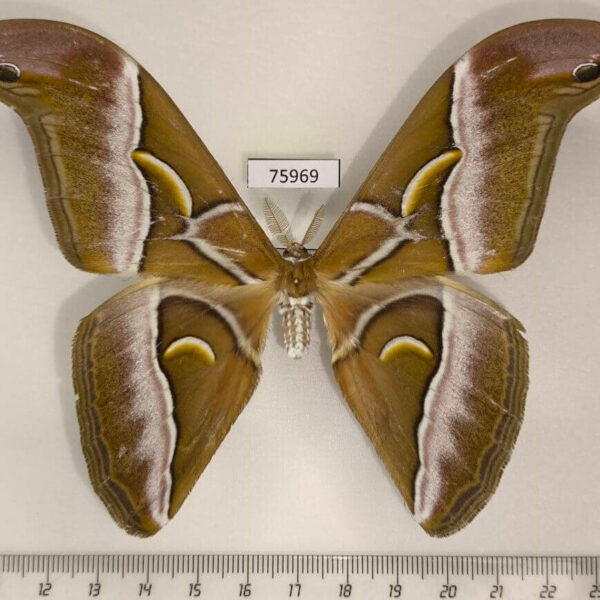 Saturniidae Samia canningi Thailand
